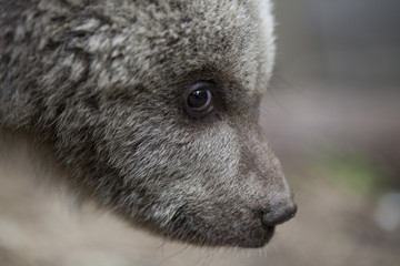 baby bear closeup portrait