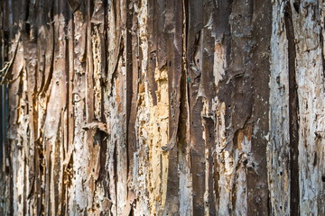 Obraz premium The bark of a tree in the covering is burning in Puglia. South Sunny Italy.