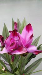 photo of flowering plants