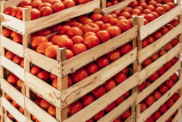 A large pile of tomato basket.
