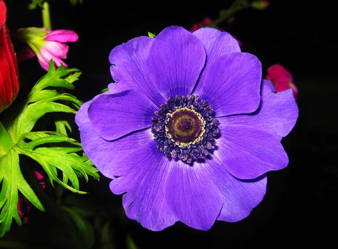 Fototapeta blooming purple anemone flower with big purple petals - spring flowers - botanic garden