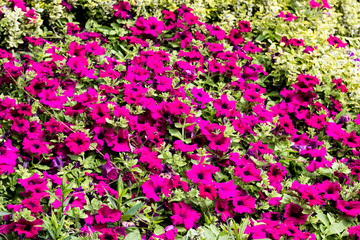 Colorful summer flowers on a garden. Floral background