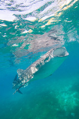 whale shark feeding at Oslop