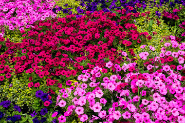 Fototapeta premium Colorful summer flowers on a garden. Floral background