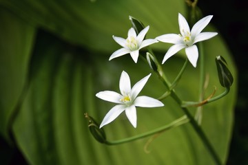 Fototapeta na wymiar White host flower, green natural background. Color photo.