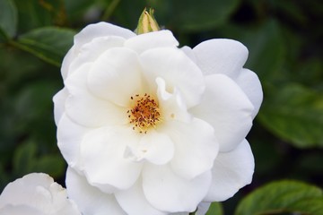 Fototapeta na wymiar White rose flower, green natural background. Color photo.