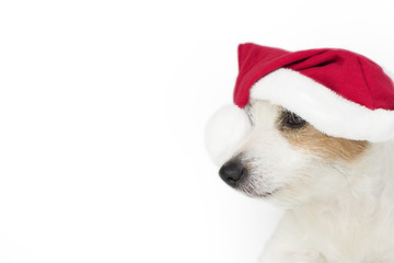 CLOSE UP CUTE JACK RUSSELL DOG WEARING A RED CHRISTMAS HAT AND LOOKING UP INTO BLANK WHITE COPY SPACE ON A HORIZONTAL WEBSITE OR SOCIAL MEDIA BANNER