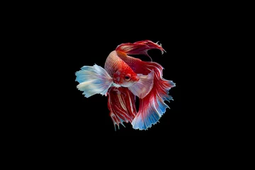 Fotobehang The moving moment beautiful of red siamese betta fish or half moon betta splendens fighting fish in thailand on black background. Thailand called Pla-kad or dumbo big ear fish. © Soonthorn