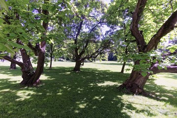 Obraz premium The Park