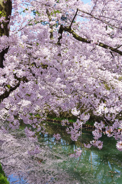 弘前公園の桜 Hirosaki park