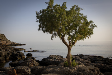 tree on south coast of crete, greece