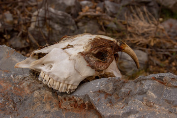 Ziegenschädel auf einer Wanderung