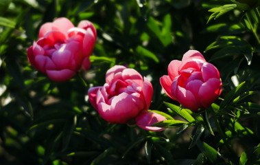 Pink peonies in the garden