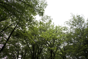 Obraz premium Green tree branches under the sky