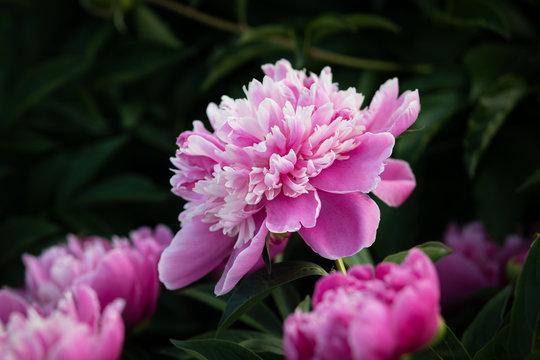 Fototapeta Pink peonies in the garden
