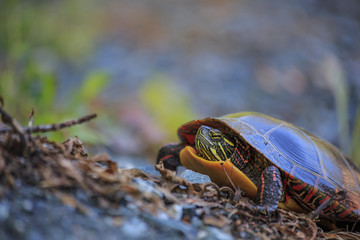 Eastern Painted Turtle (Chrysemys picta)