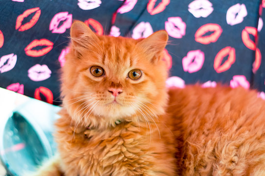 cute percian cat