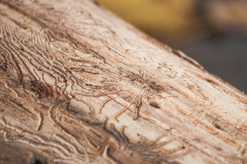 Buds traces on the surface of large fallen tree trunk