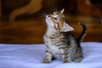 Adorable petit chaton d'un mois,  tigré, calico, assis.