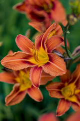 Obraz na płótnie Canvas Orange day lily