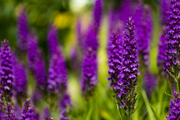 Moorland spotted orchid