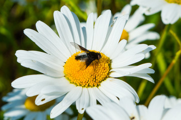 Obraz premium Insects