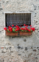 window with vase of geraniums outside