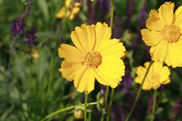 ringelblume wie gemalt