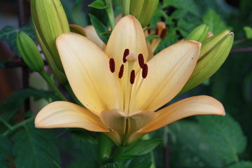 lachsfarbene lilie © Simone