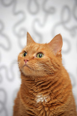red European shorthair cat