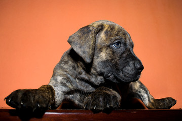 Dogo Canario also called Presa Canario a dog originated in the Canary Islands in  Spain