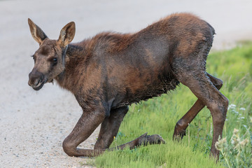 Fototapeta premium Shiras Moose of The Colorado Rocky Mountains