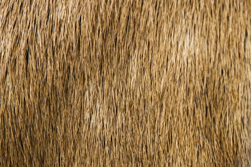 Detail of deer fur