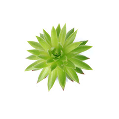 Echeveria