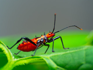 Assassin bug with natural  background Macro(Sycanus collaris)