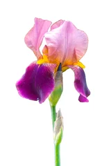 Poster Stam een enkele diep paarse bloem van bebaarde iris (Iris germanica) geïsoleerd tegen een witte achtergrond © Oleg1824f