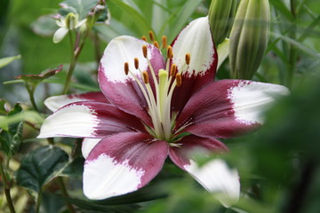 gemischte lilie © Simone