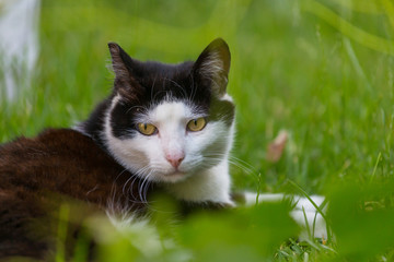 Cat in grass