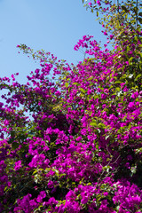 Obraz na płótnie Canvas Purple Bougainvillea tree