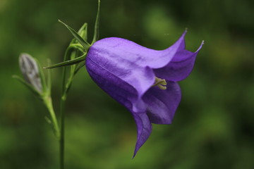 campanule