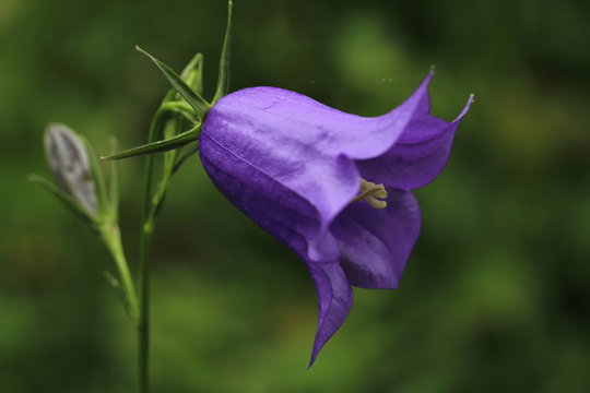 campanule