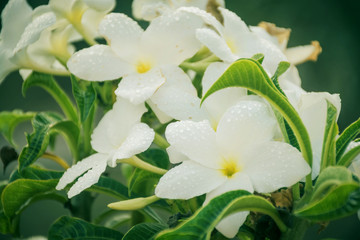 Obraz na płótnie Canvas White flowers with leaves on plant