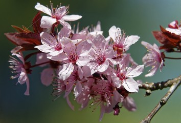 Blood Plum Tree Blossoms