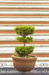 Potted shrub