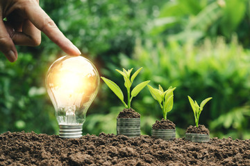 closeup finger of person touching on light bulb with the coins stand on the side and with plant on...