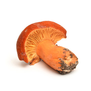 lactifluus volemus mushroom