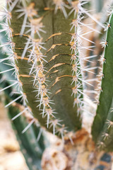Cactus with texture in park.