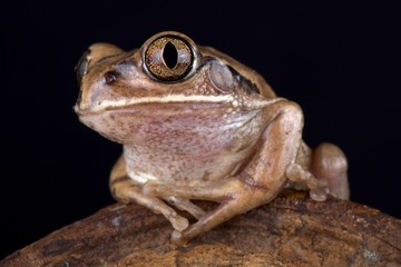 Mozambique tree frog (Leptopelis mossambicus)