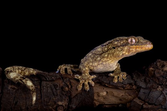 Wahlberg's velvet gecko (Homopholis wahlbergii )