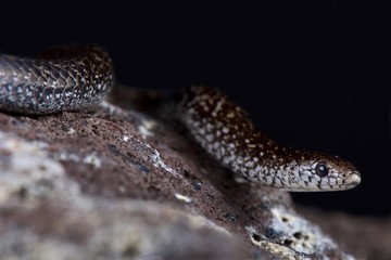 Variegated Slug-eater (Duberria variegata)